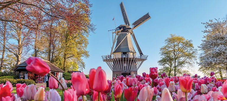 A windmill surrounded by tulips in the Keukenhof Gardens in the Netherlands